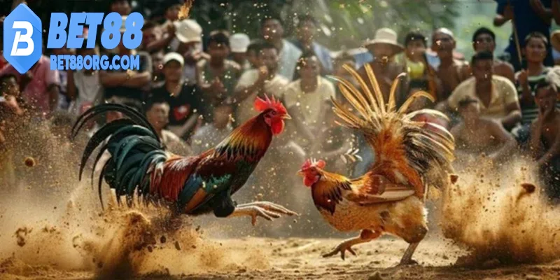 Đá gà bet88 giao diện trực quan