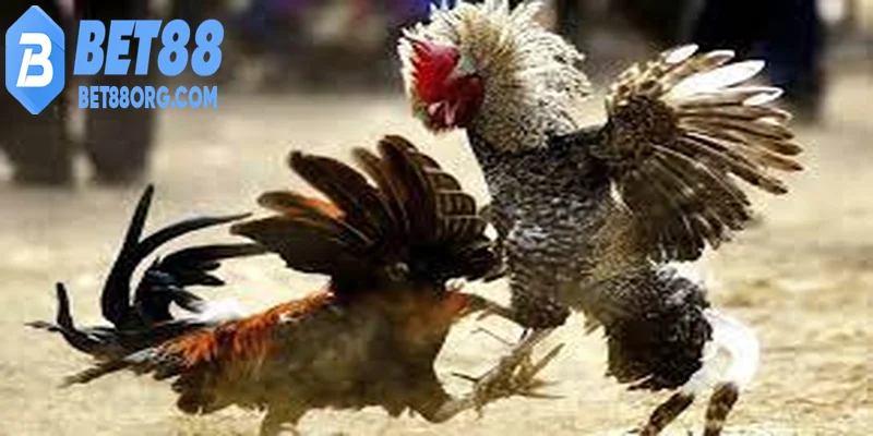 Đá gà thomo đa dạng cược