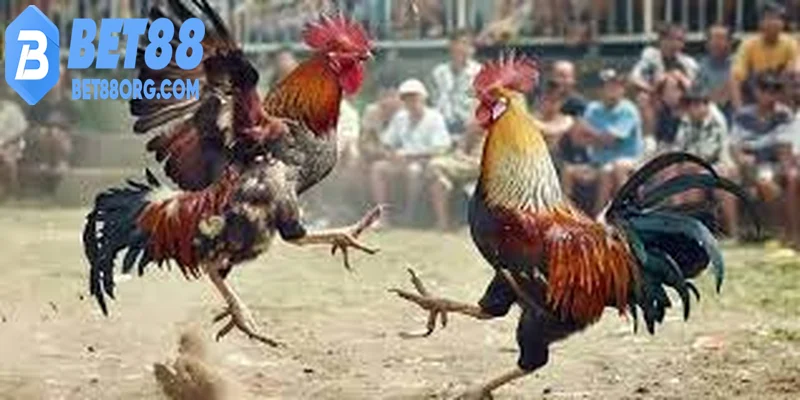 Đá gà thomo phát sóng ổn định