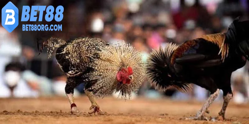 Đá gà thomo thánh địa của đá gà hiện đại